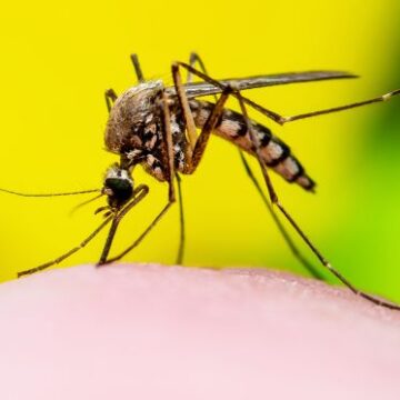 Brasil registra mais de 2 milhões de casos de dengue; 20 cidades da região estão em epidemia