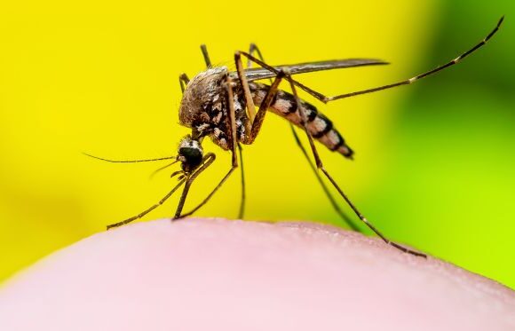 Brasil registra mais de 2 milhões de casos de dengue; 20 cidades da região estão em epidemia
