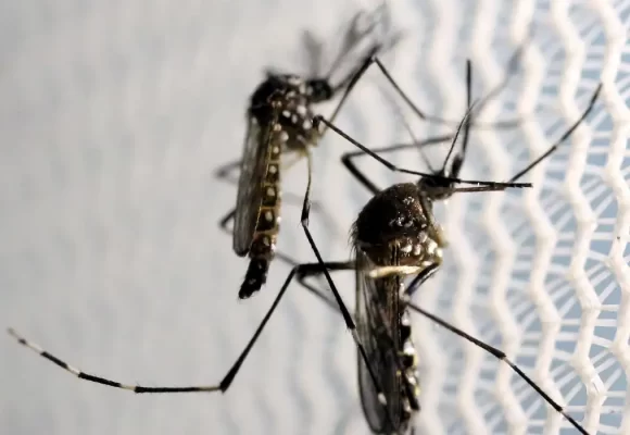 Sesab confirma mais três mortes por dengue na Bahia; Sete cidades da região estão em estado de epidemia da dengue