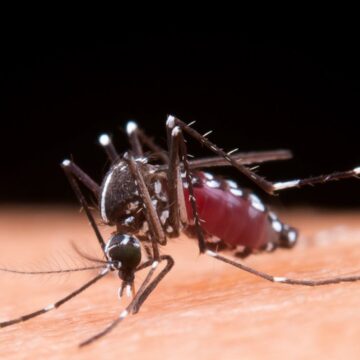 Sobe para 23 o número de mortes por dengue na Bahia