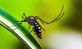 Sete estados têm tendência de queda nos casos de dengue; Sesab confirma mais quatro mortes pela doença