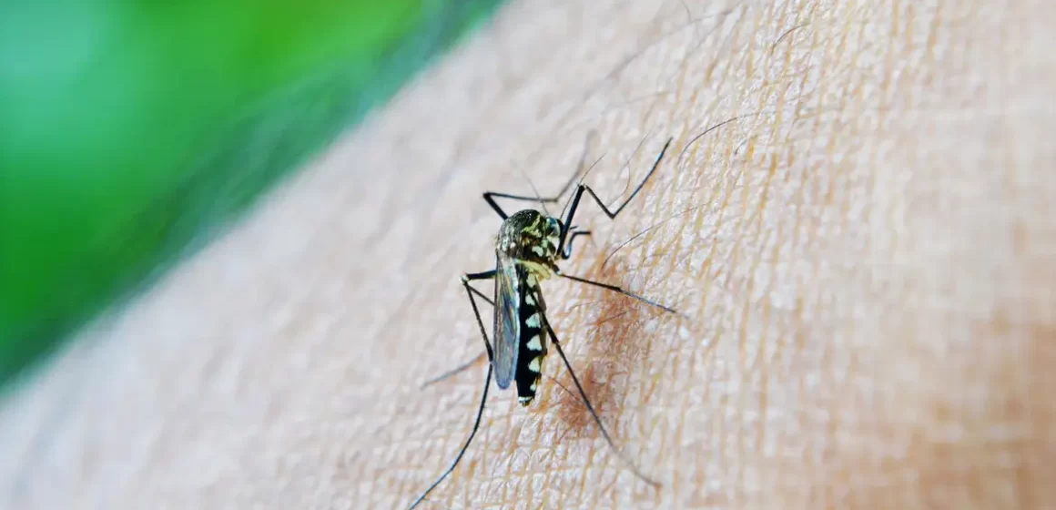 Brasil lidera ranking de casos de dengue entre os países das Américas com 83% de registros