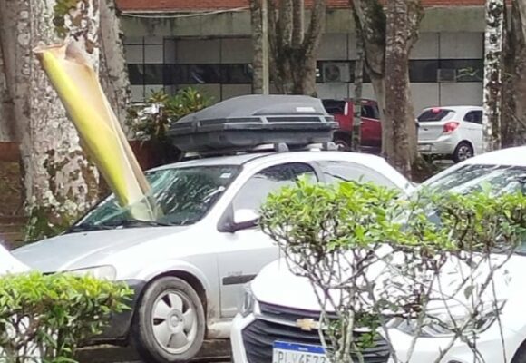 Galho de árvore cai em cima de carro e atravessa para-brisa em estacionamento da UESC; veja imagens