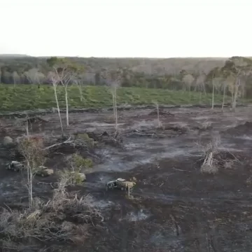 Ibama multa suspeito de desmatar 25 hectares de floresta em Santa Luzia