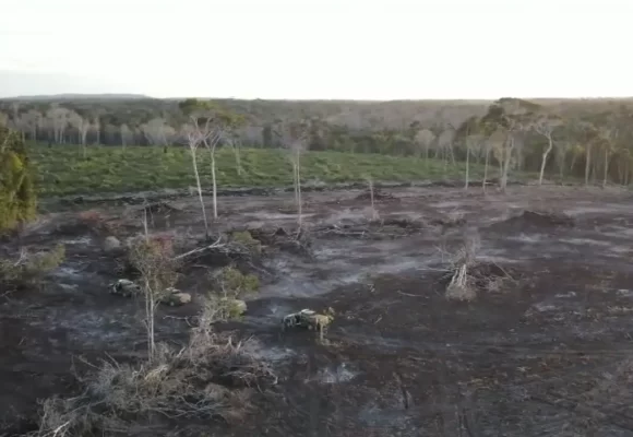 Ibama multa suspeito de desmatar 25 hectares de floresta em Santa Luzia