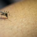 Casos de dengue aumentam mais de 400% na Bahia em 2024